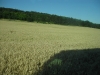 driving-through-wheat