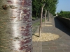 tree-lined-walk